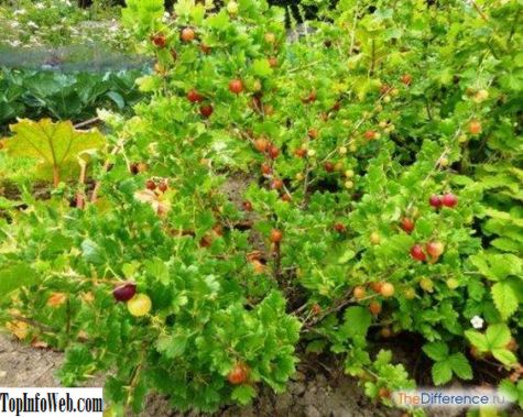 Чим чагарник відрізняється від дерева