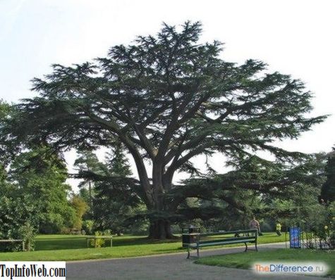 Чим відрізняється кедр від сосни