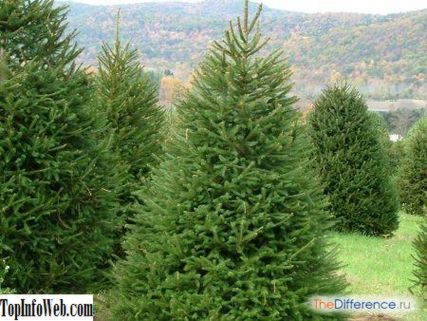 Різниця між ялинкою та ялиною